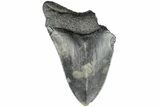 Partial Megalodon Tooth - South Carolina #194017-1